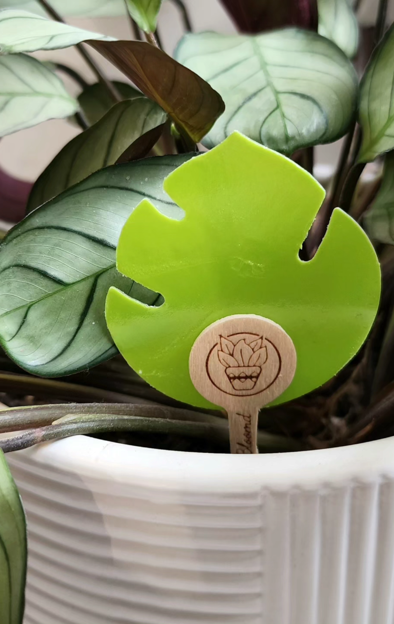 Ubloomd Fungus Gnat Traps