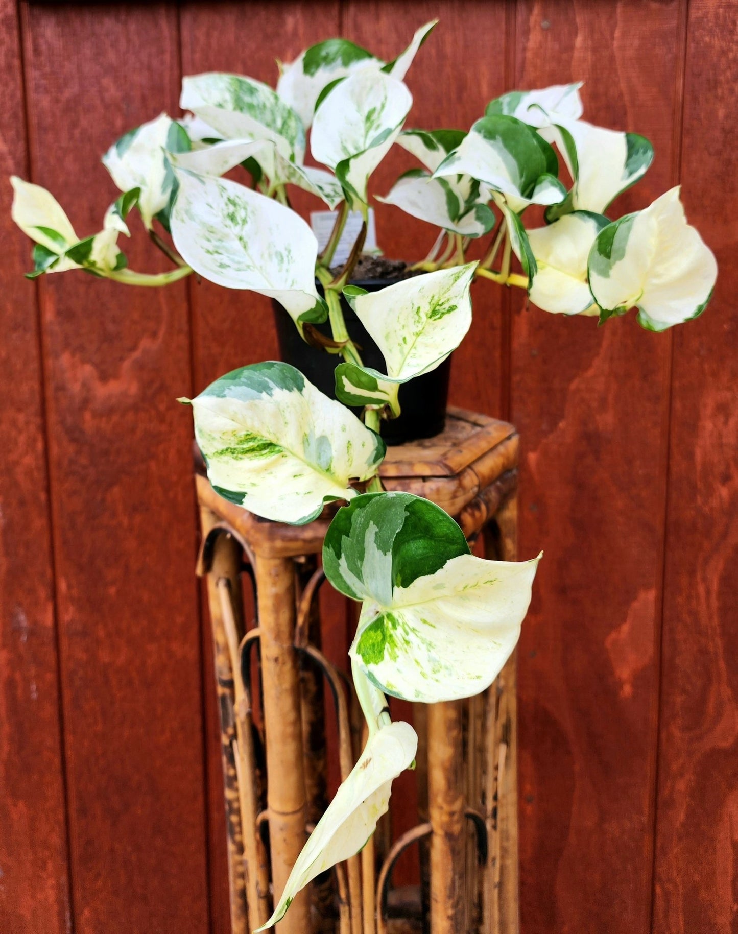 Epipremnum Manjula - Moss & Myrtle