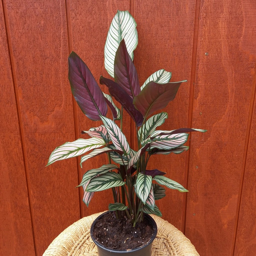 Calathea Ornata White Star - Moss & Myrtle