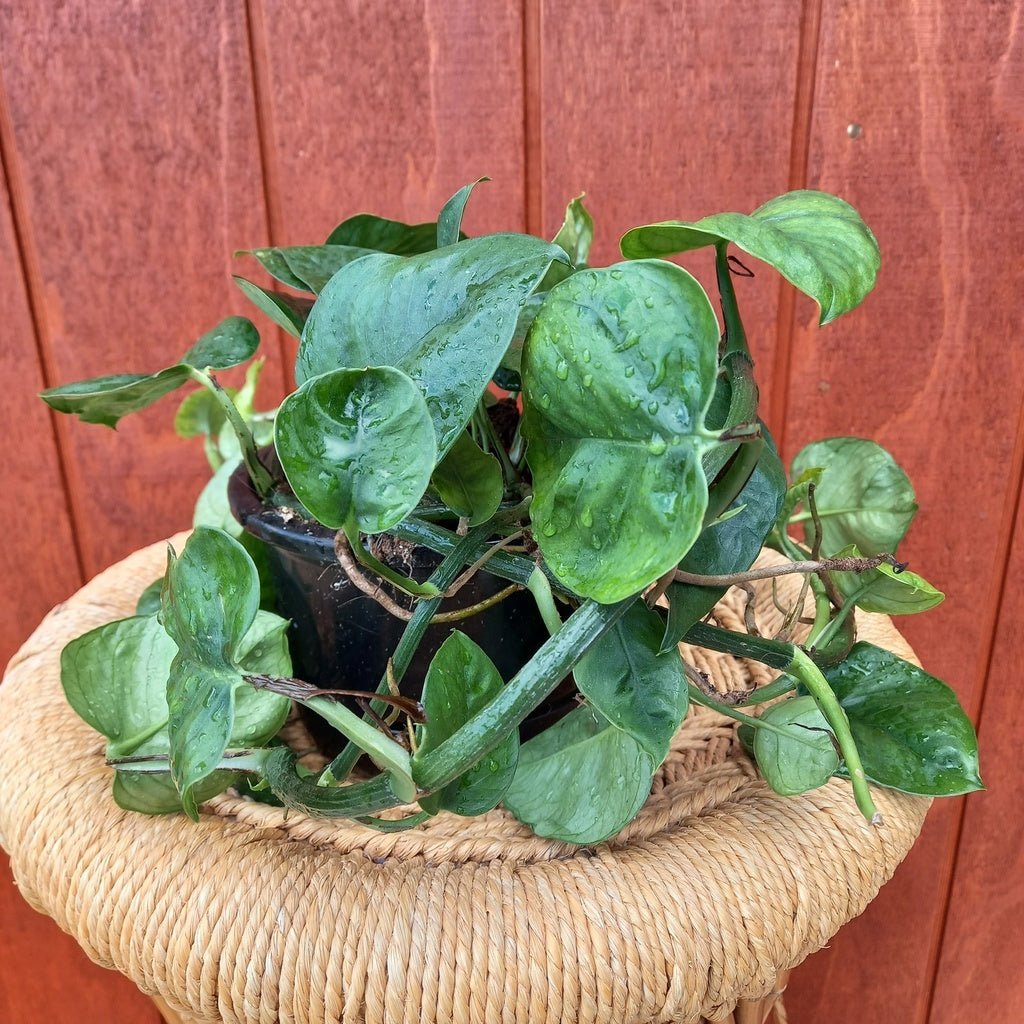 Epipremnum Jade - Moss & Myrtle