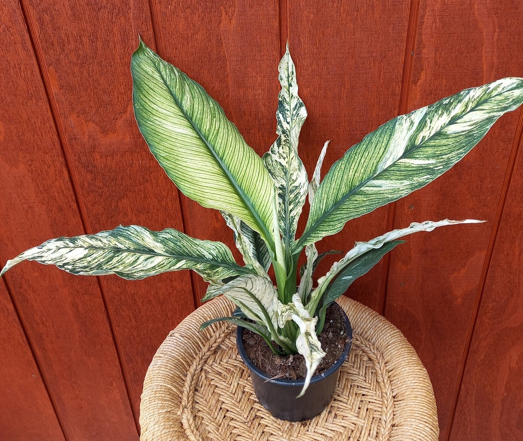 Spathiphyllum Sensation Variegated