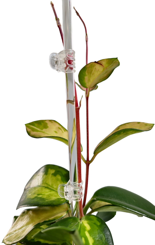 Clear acrylic plant supports