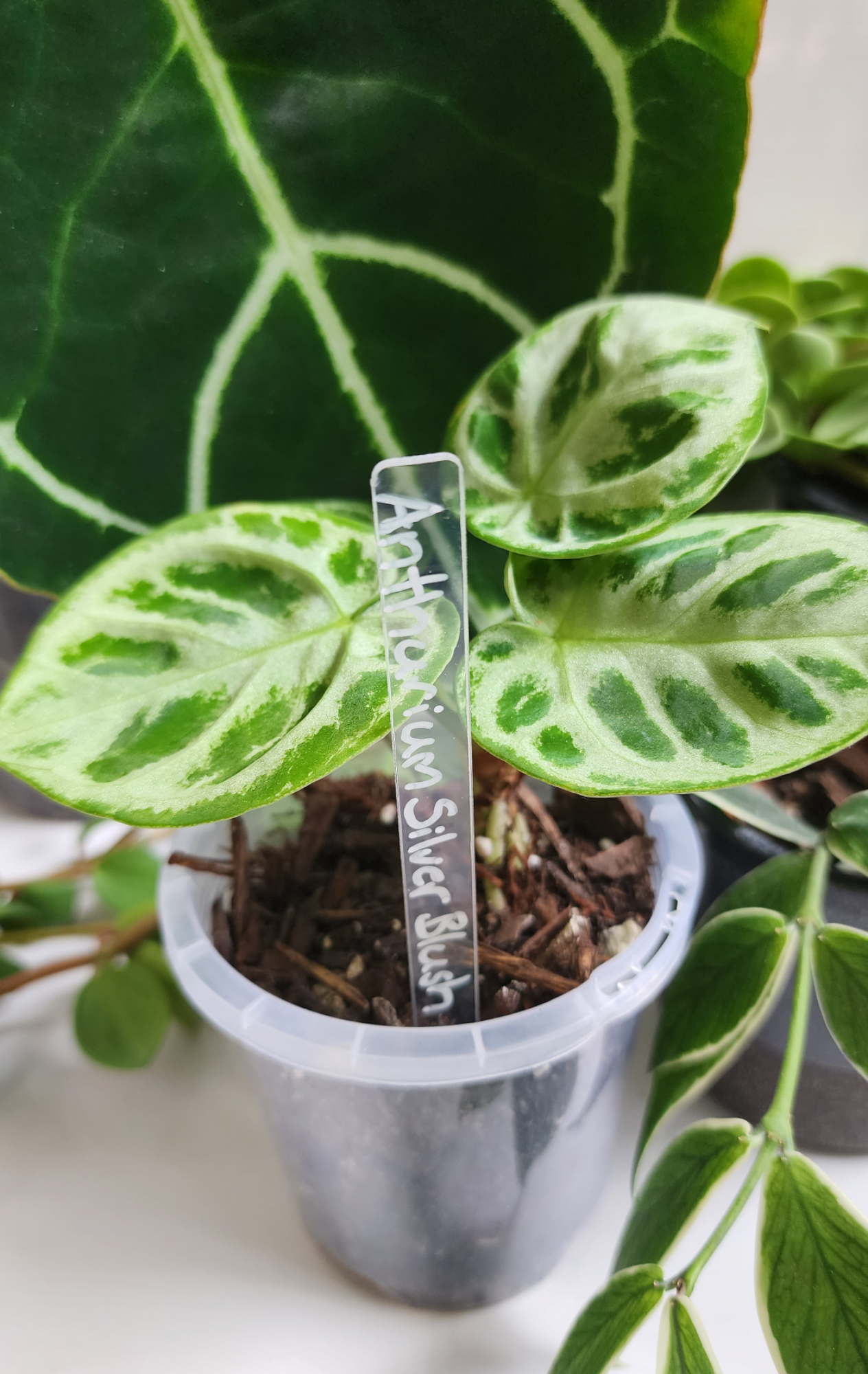 Clear plant labels