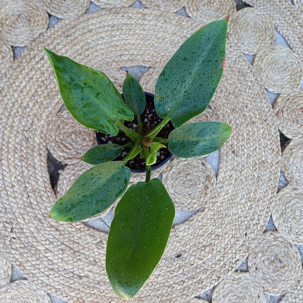 Imperial Green Philodendron - Moss & Myrtle