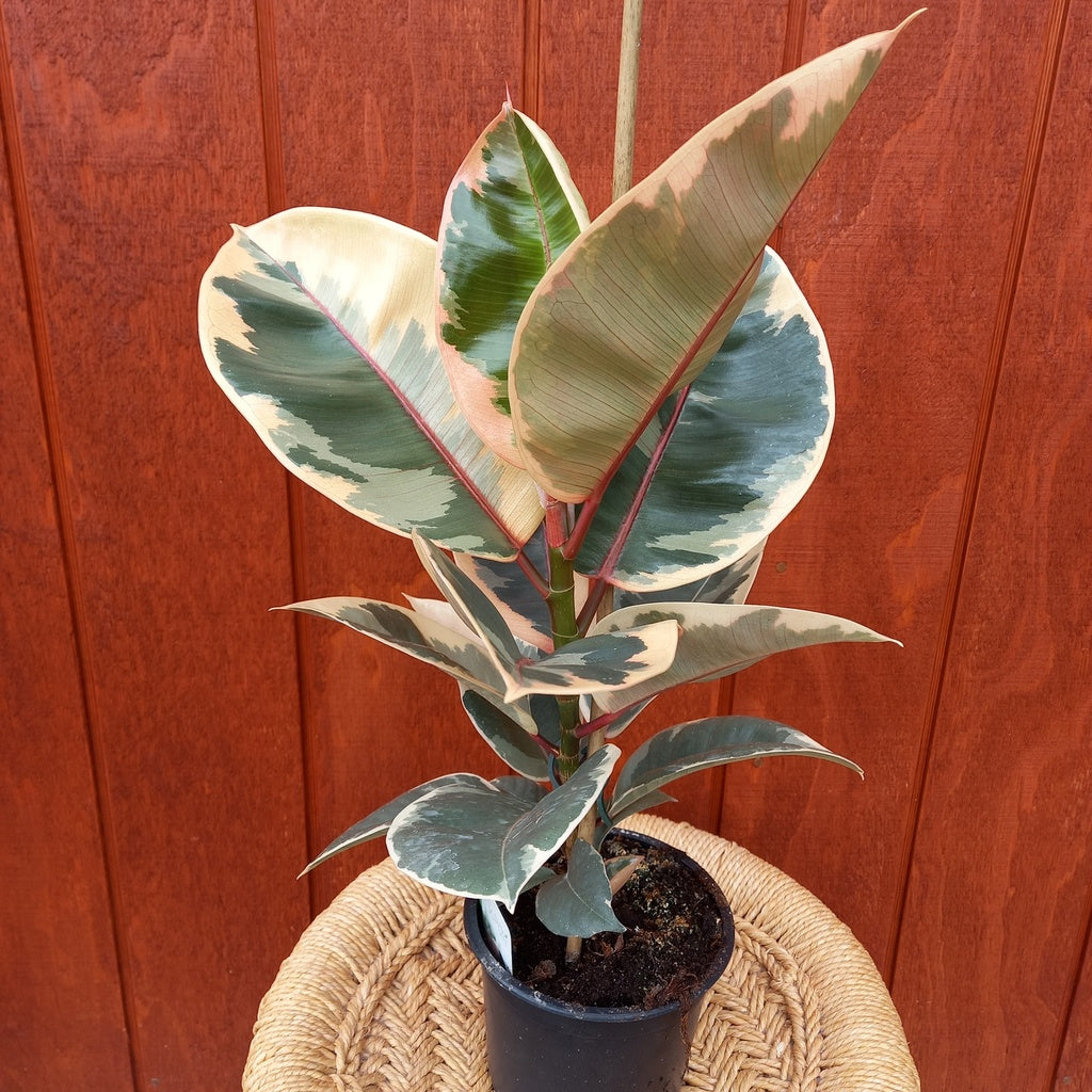 Ruby Ficus